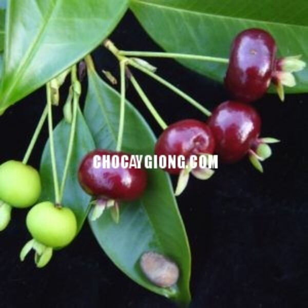 Cây cherry brazil