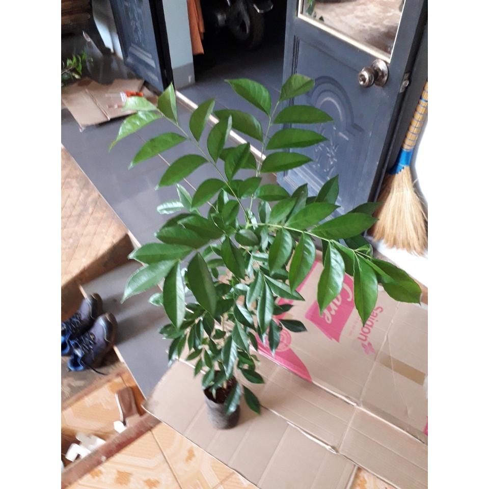 Combo 10 cây Móc Mật cao khỏe như hình .