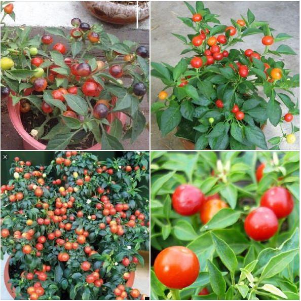 Hạt giống ớt kiểng quả tròn 30 hạt/gói