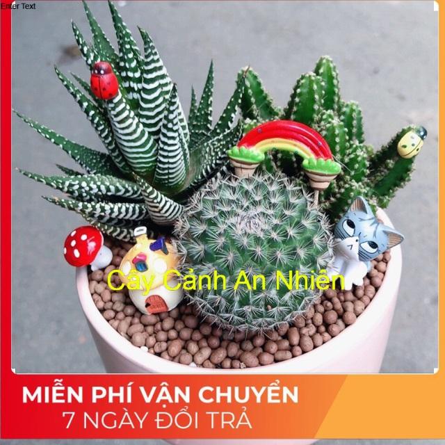 Chậu xương rồng tiểu cảnh