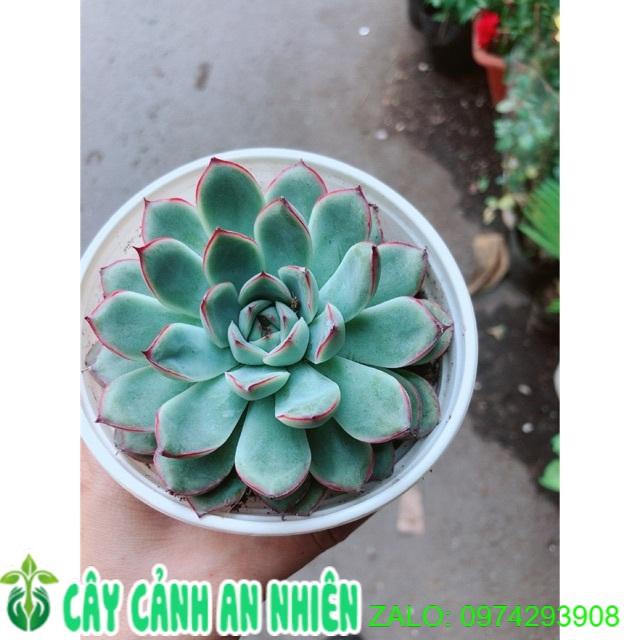 Sen Đá Viền Hồng