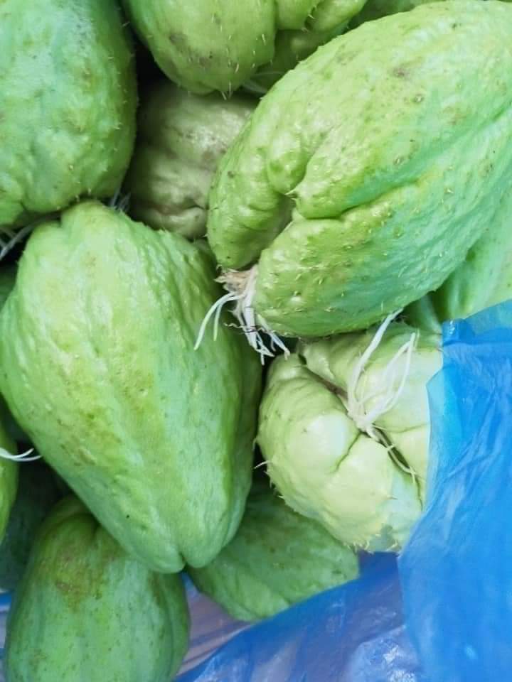 Quả Su su giống dễ trồng dễ chăm sóc ít sâu bệnh