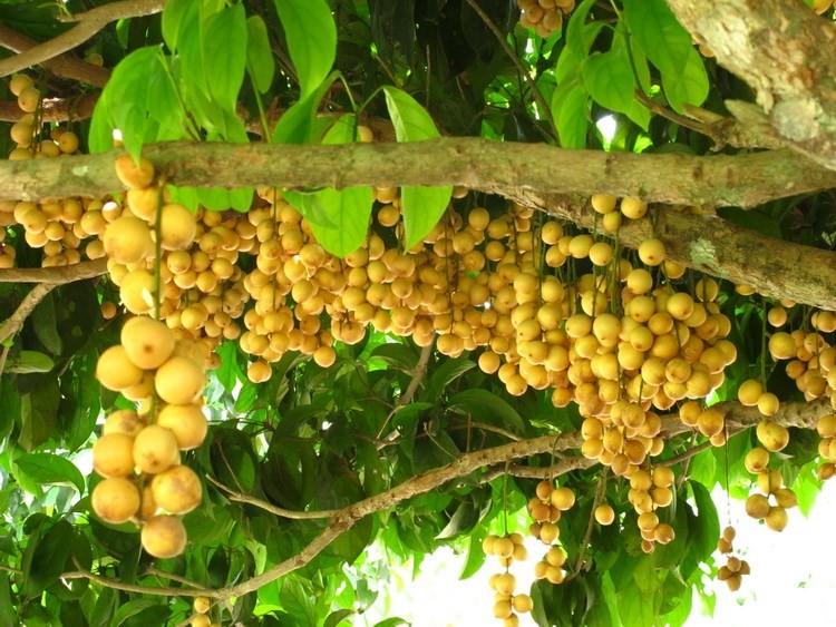 CÂY GIỐNG BÒN BON THÁI