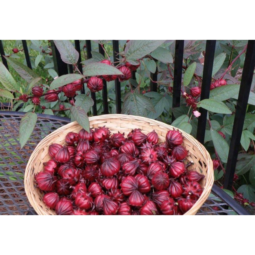 Hạt Giống Hoa Atiso Đỏ - 2gr