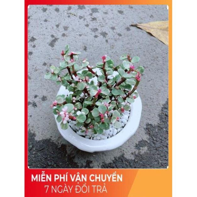 Đô La Hồng Nhiều Người Mua