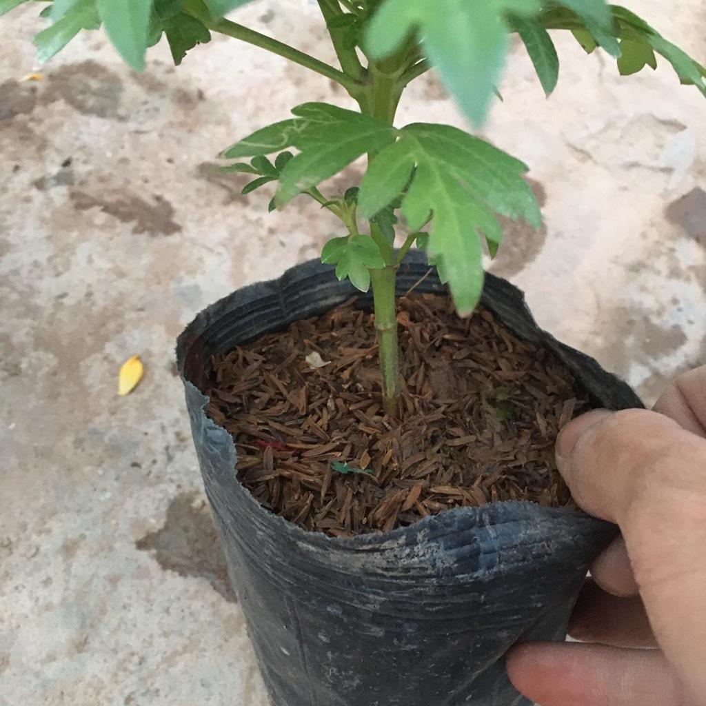 Cây Hoa Cúc Bướm CÁNH KÉP Tán Xum Nhiều Nụ Sẵn Hoa Chiều Cao 30cm