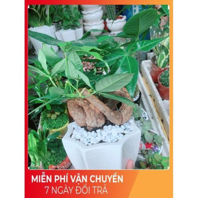 Chậu Kim Ngân Nơ