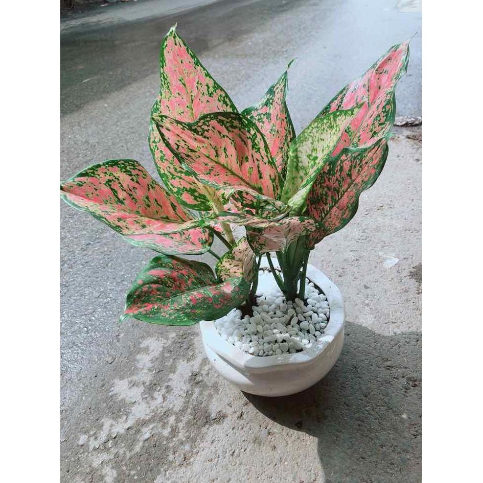 Chậu Vạn Lộc Bán Chạy