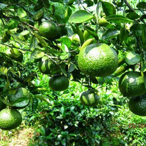 Cây giống CAM SÀNH MIỀN NAM