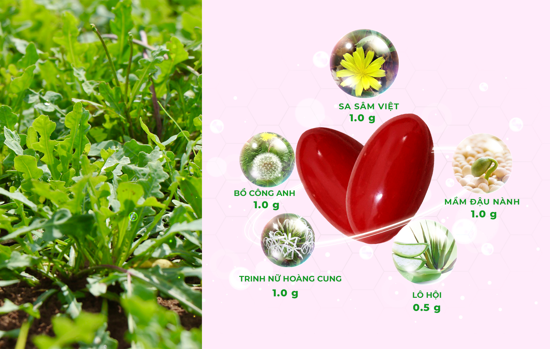 Viên uống Đẹp Da (BeautySAM) - Da sáng bóng, nhẵn mịn, hồng hào từ bên trong một cách tự nhiên, nâng cao thể trạng, thải độc và thanh lọc cơ thể, Cải thiện nội tiết tố nữ