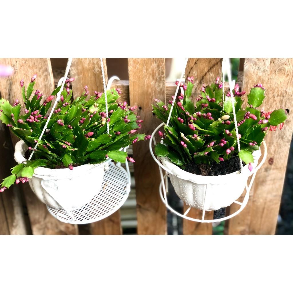 Chậu hoa Tiểu Quỳnh màu cam