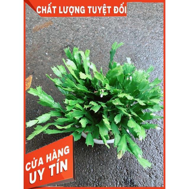 Chậu Hoa Quỳnh