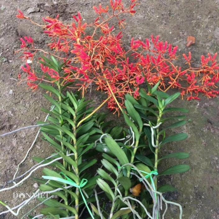 COMBO 5 CÂY GIỐNG LAN PHƯỢNG VỸ ĐỎ