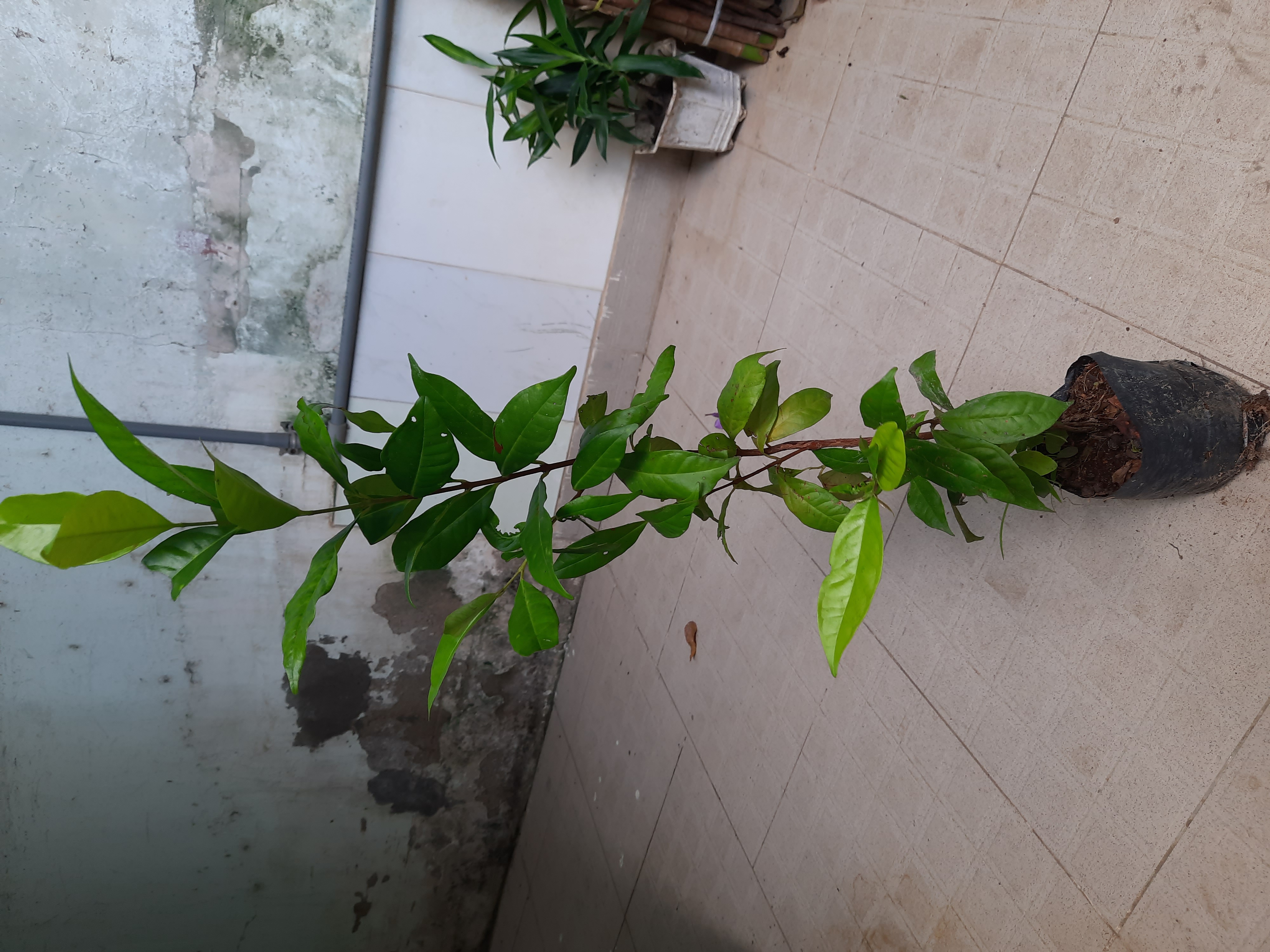 Cây giống sắn thuyền, cao 60cm, ươm hạt