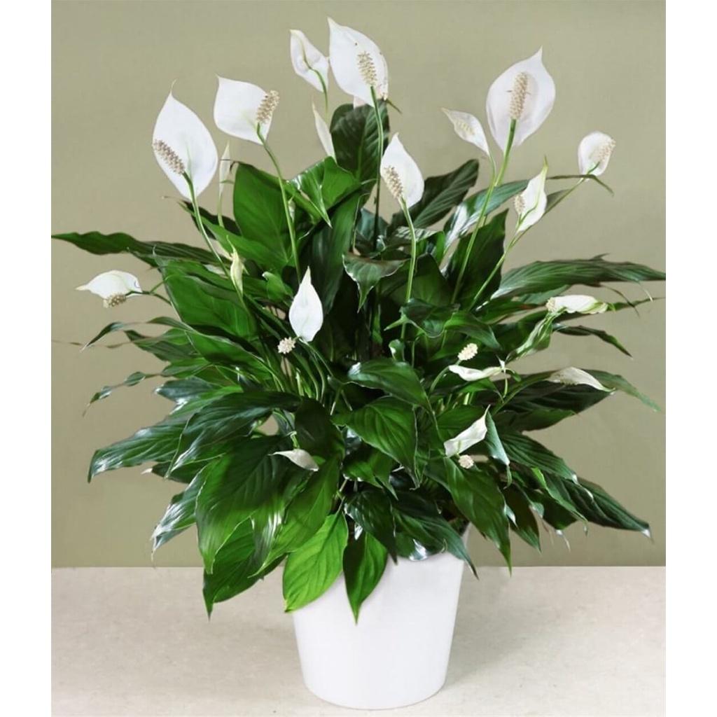 Chậu hoa lan ý nhiều thân, xum đẹp