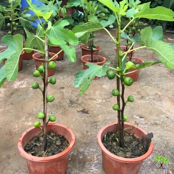Cây giống sung lùn mỹ, giống sung quả to, siêu ngọt không bị chát, giống cao 40cm cho sau sau 6 tháng trồng