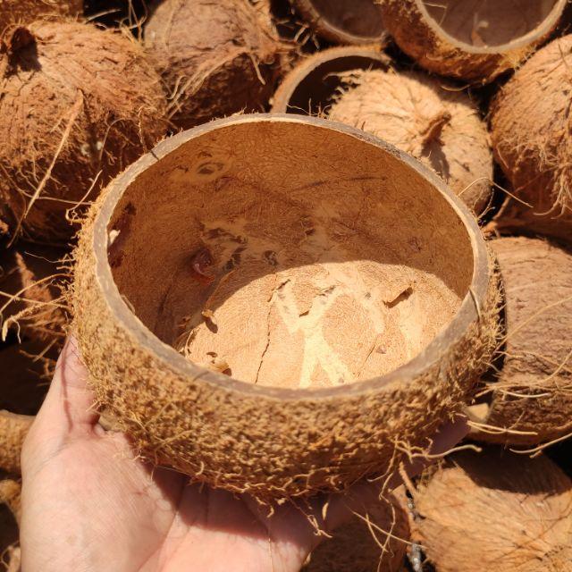 Gáo dừa thô nguyên liệu - Gáo cắt đôi | Gáo gà