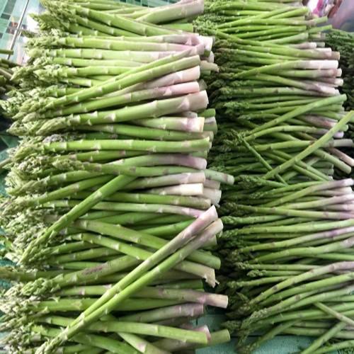 Hạt Giống Măng Tây Xanh Thái Lan - gói 100g