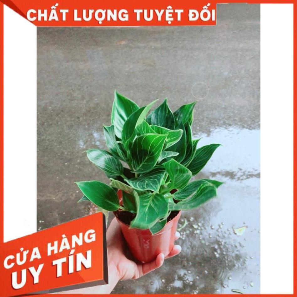 Cây Trầu Bà Cẩm Thạch Hay Trầu Bà Kim Cương Hoặc PHILODENDRON BIRKIN