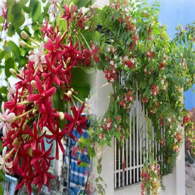 Hoa leo sử quân tử-hàng gửi đi nguyên chậu