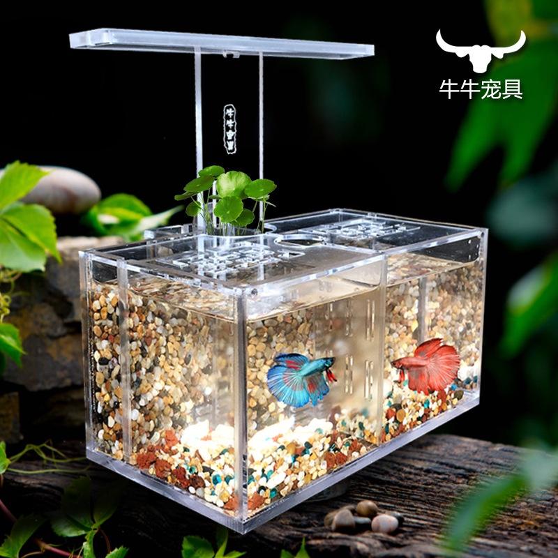 Đèn Bàn Bể Cá Xô Sáng Tạo Bể Cá Xô Acrylic Cách Ly Bể Cá Để Bàn Lọc Bể Cá Xả Oxy Không Thay Nước