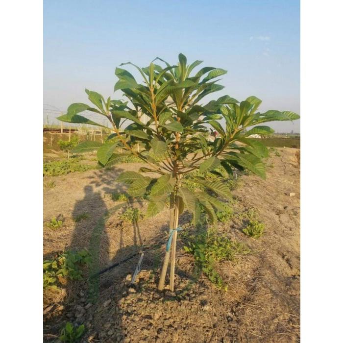 CÂY GIỐNG HỒNG XIÊM RUỘT ĐỔ KHỔNG LỒ