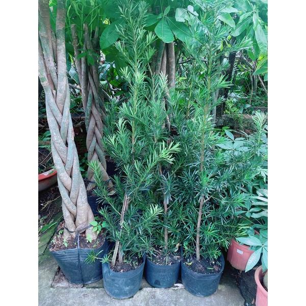 Tùng La Hán Hàng Lớn