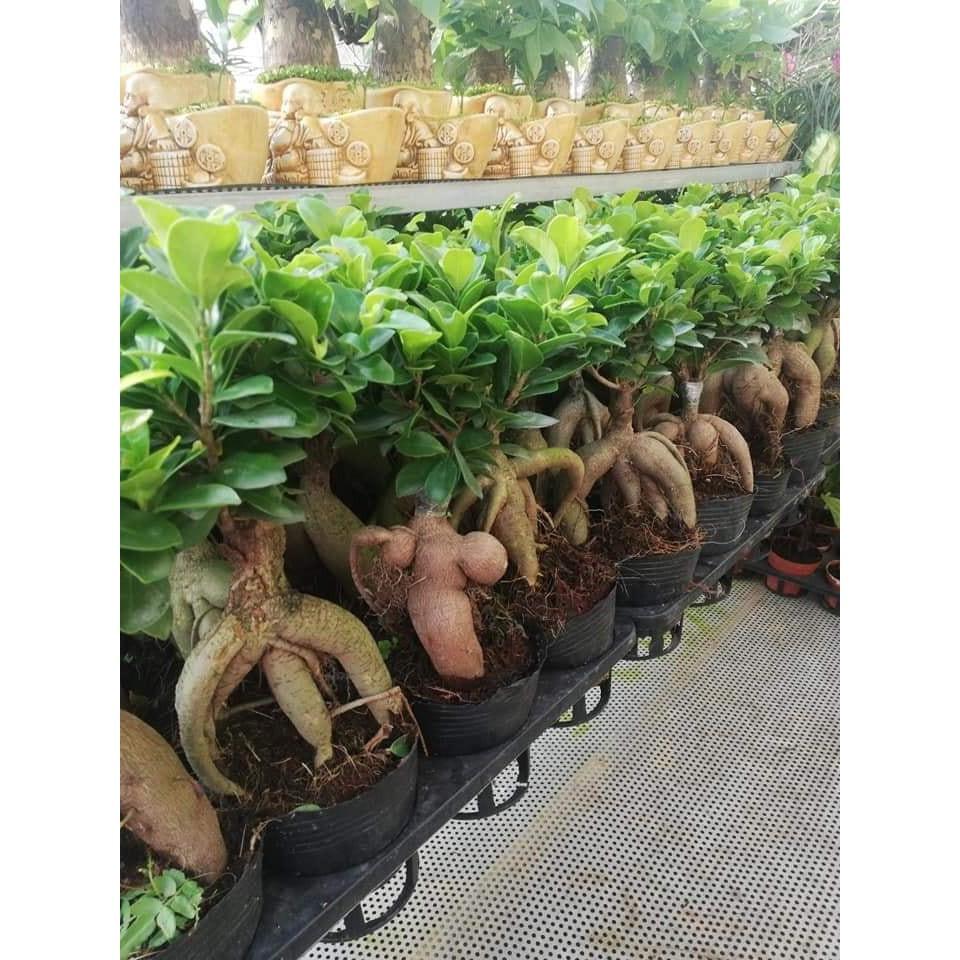 CÂY SANH LÙN NHẬT BONSAI MIMI SIÊU ĐẸP, CÂY PHONG THỦY ĐỂ BÀN VƯỢNG KHÍ CHO GIA CHỦ