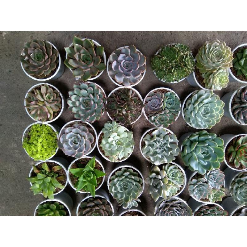 Sen đá size trung FREESHIPĐã thuần khí nóng Bao đep loại từ 9-11cm