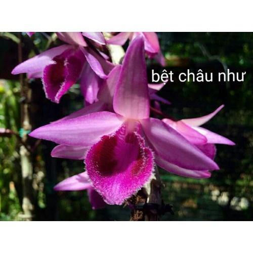 Combo 2 cây bệt châu như thuần chậu
