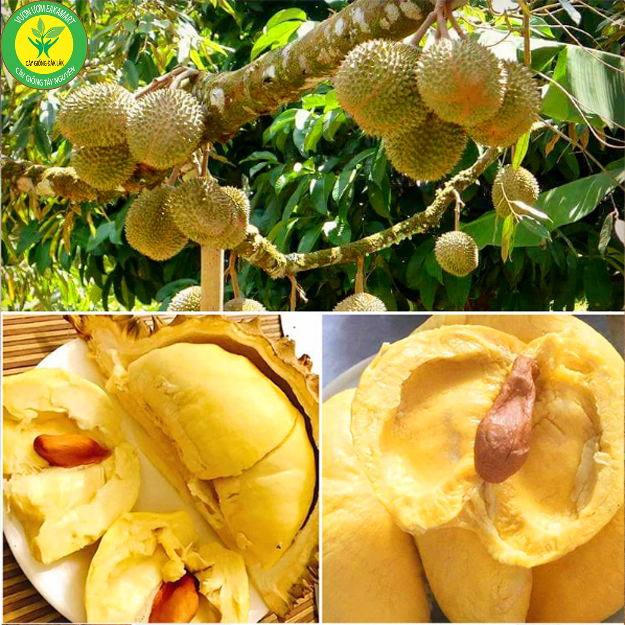 cây giống sầu riêng chuồng bò