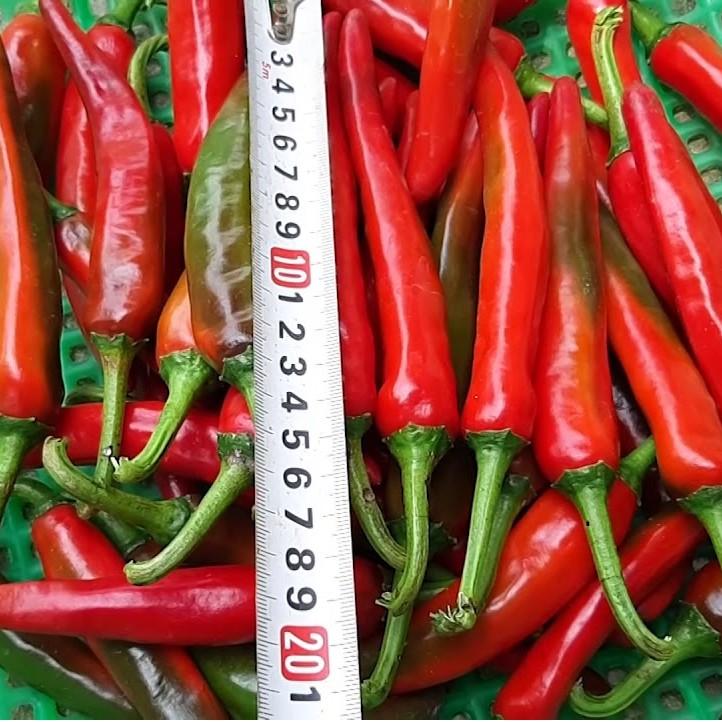Hạt Giống Ớt Chỉ Địa Lai F1 RADO 788 gói 0,1gr vị cay, rất sai trái- NON GMO - Hạt giống Rạng Đông, Chất lượng vượt trội !