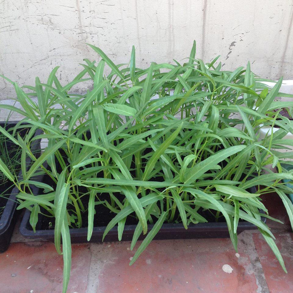 Combo 10 khay nhựa trồng rau mầm, chứa nước làm mát vườn lan