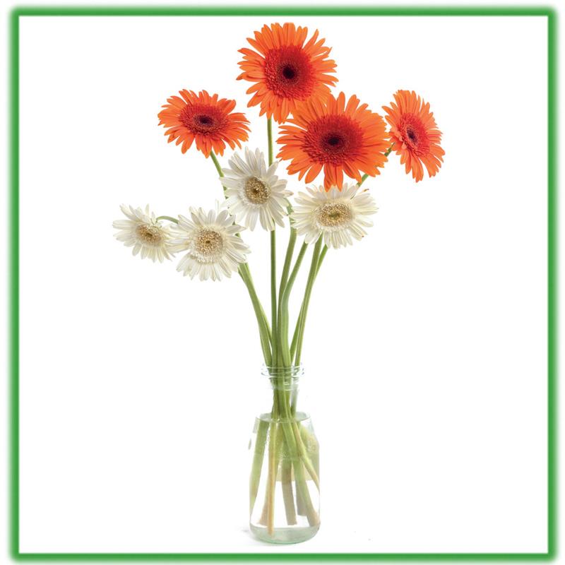 Bột Dưỡng Hoa Cắt Cành Longlife - Food for Cut Flowers - nhập khẩu ISRAEL giúp hoa tươi gấp 2 lần và 14 ngày không thay nước hay cắt tỉa lại gốc hoa