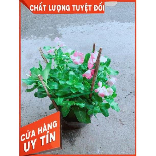 Hoa Dừa Cạn Màu Hồng (có sẵn hoa)