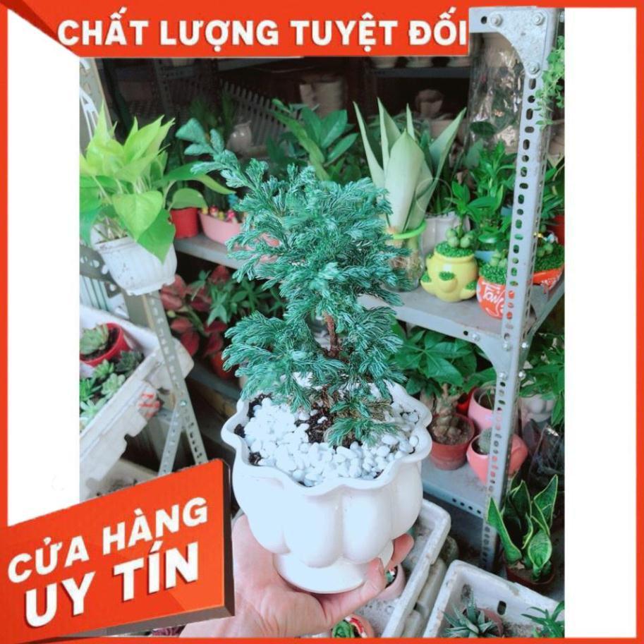 Cây Tùng Bạc Hay Tuyết Tùng