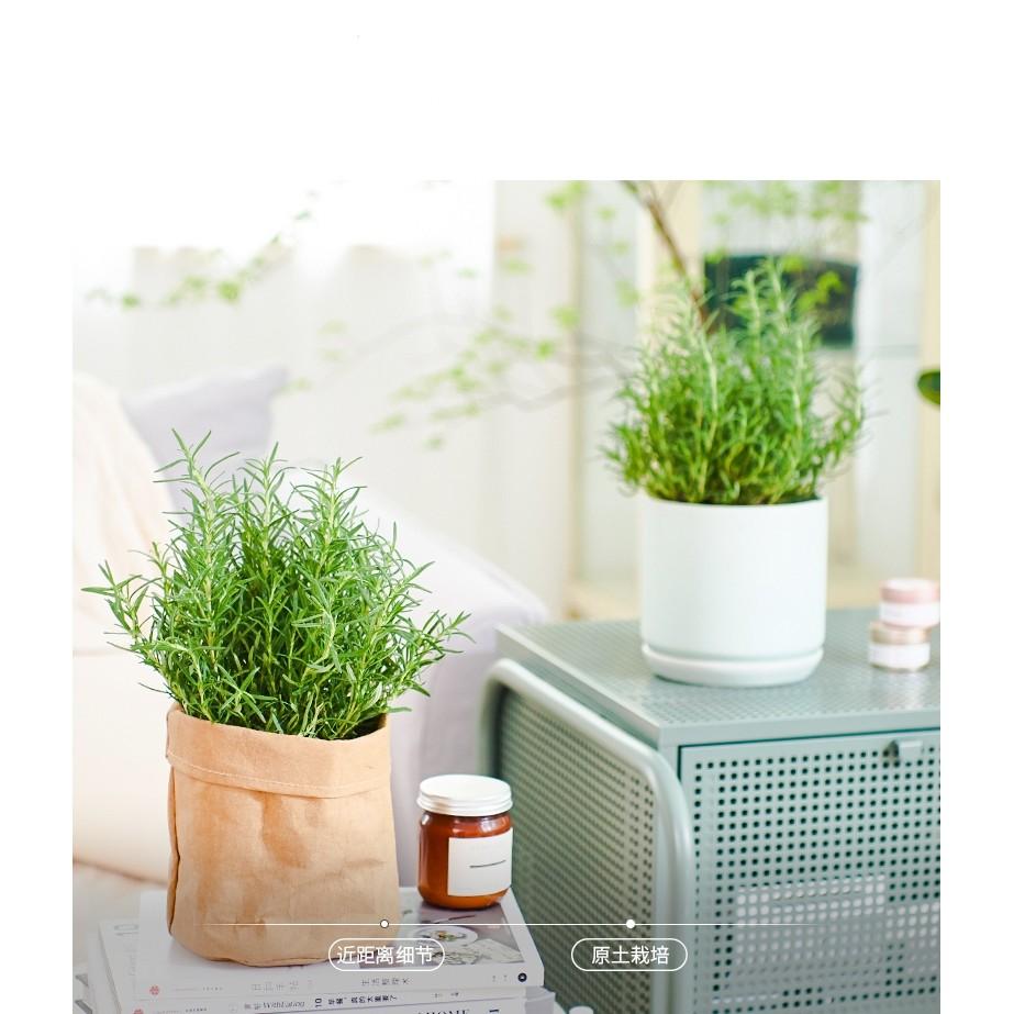 Cây Hương Thảo - Rosemary - Cây gia vị với hương thơm dịu nhẹ, vừa đuổi muỗi lại giúp thư giãn - Sẵn chậu nhựa