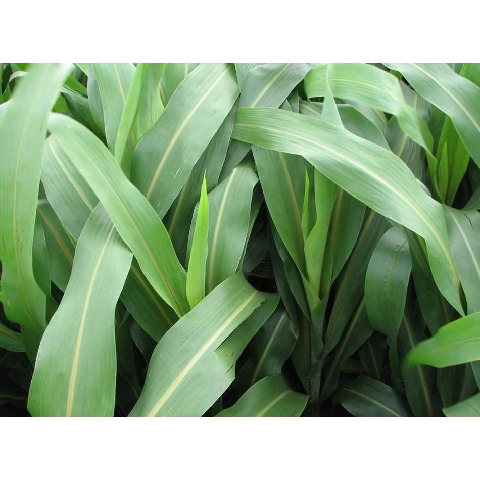 Hạt giống cỏ Sudan Super BMR - Cỏ Họ Ngô - Hạt Giống Cỏ Chăn Nuôi