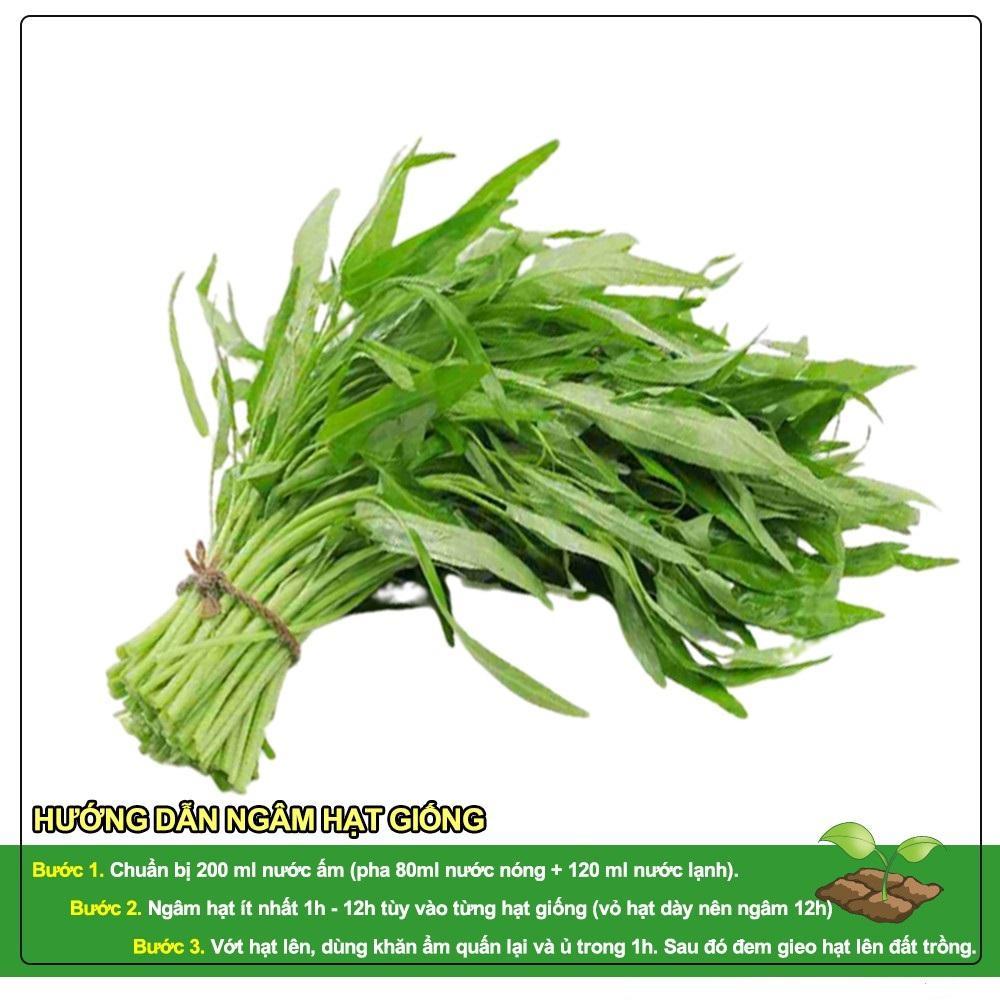 HẠT GIỐNG RAU MUỐNG - KHẢ NĂNG SINH TRƯỞNG VÀ PHÁT TRIỂN MẠNH, TỶ LỆ NẢY MẦM CAO