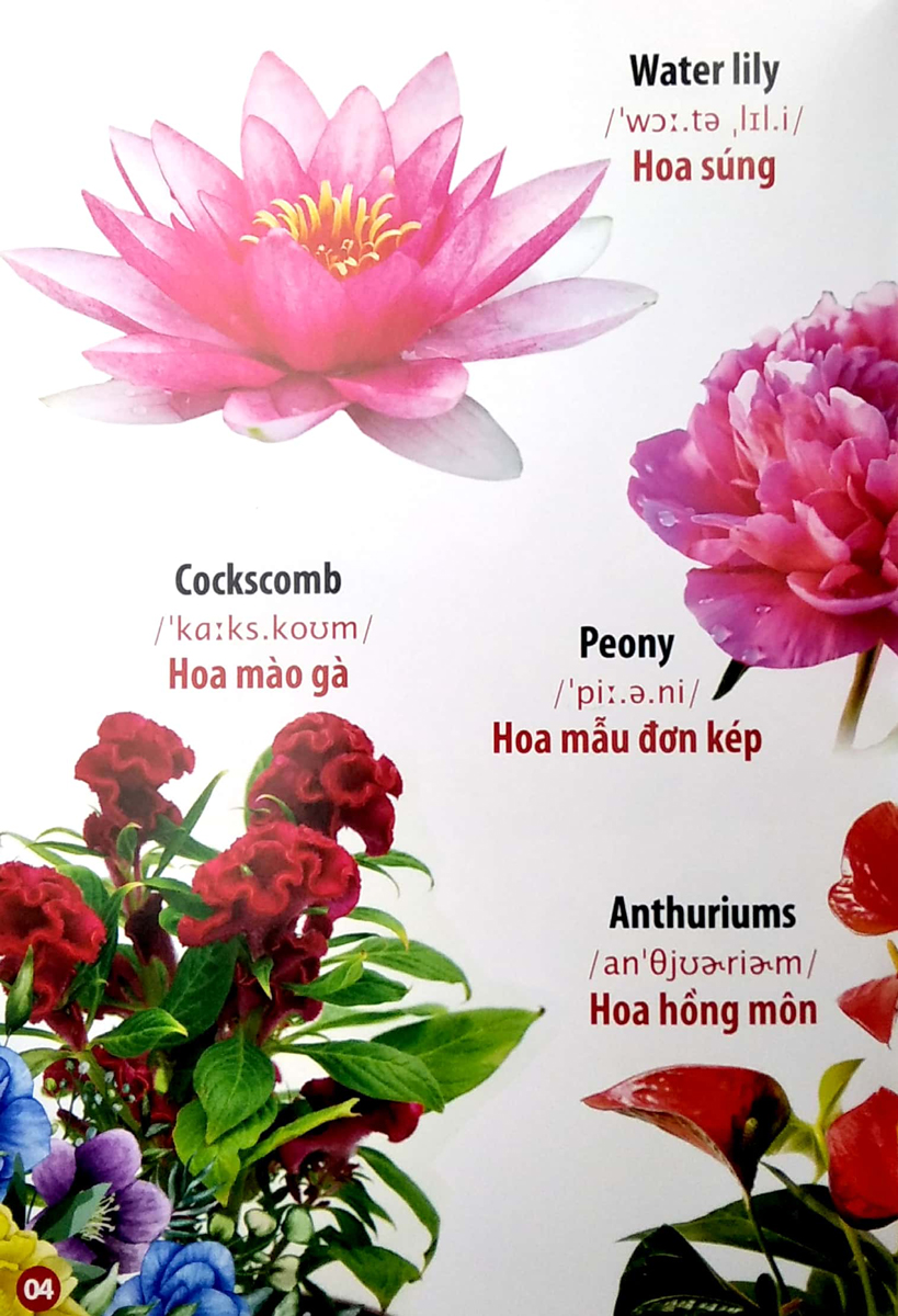 Sách-THƯ VIỆN HÌNH ẢNH SONG NGỮ ĐẦU TIÊN CỦA BÉ - HOA - RAU - CỦ - QUẢ_VT