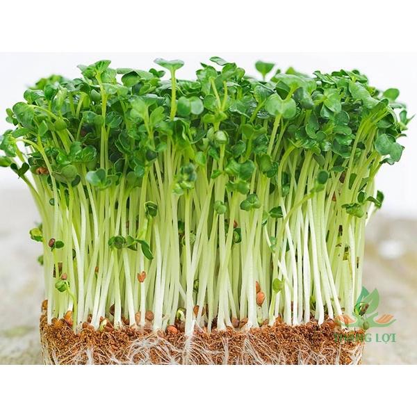 Hạt Giống Mầm Cải Thìa -1Kg