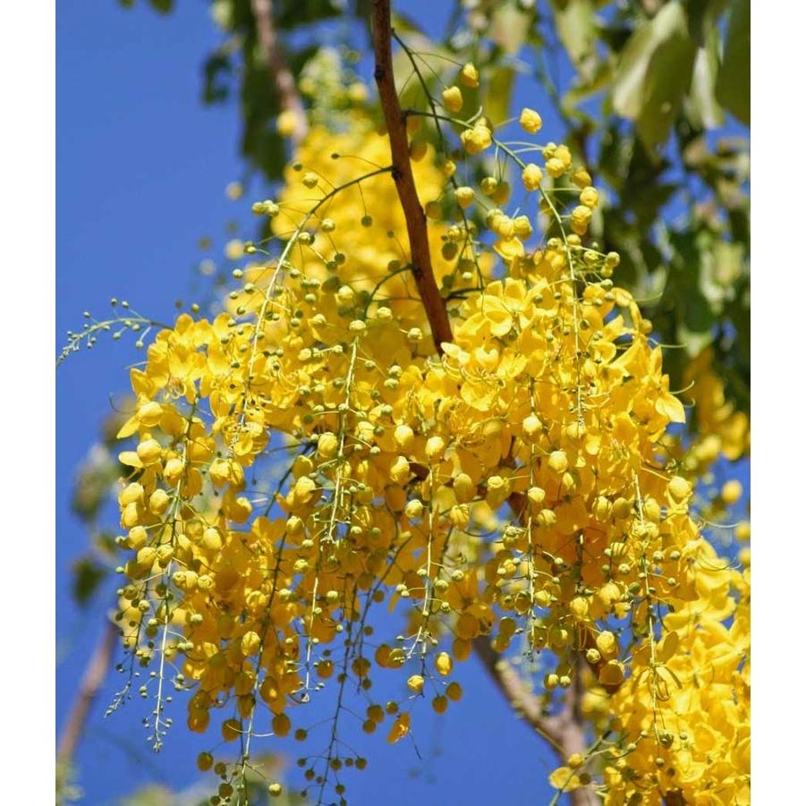 Hạt giống hoa muông hoàng yến  - Gói 20 hạt