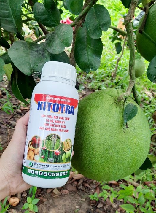 KITITRA TĂNG TRỌNG LƯỢNG TRÁI