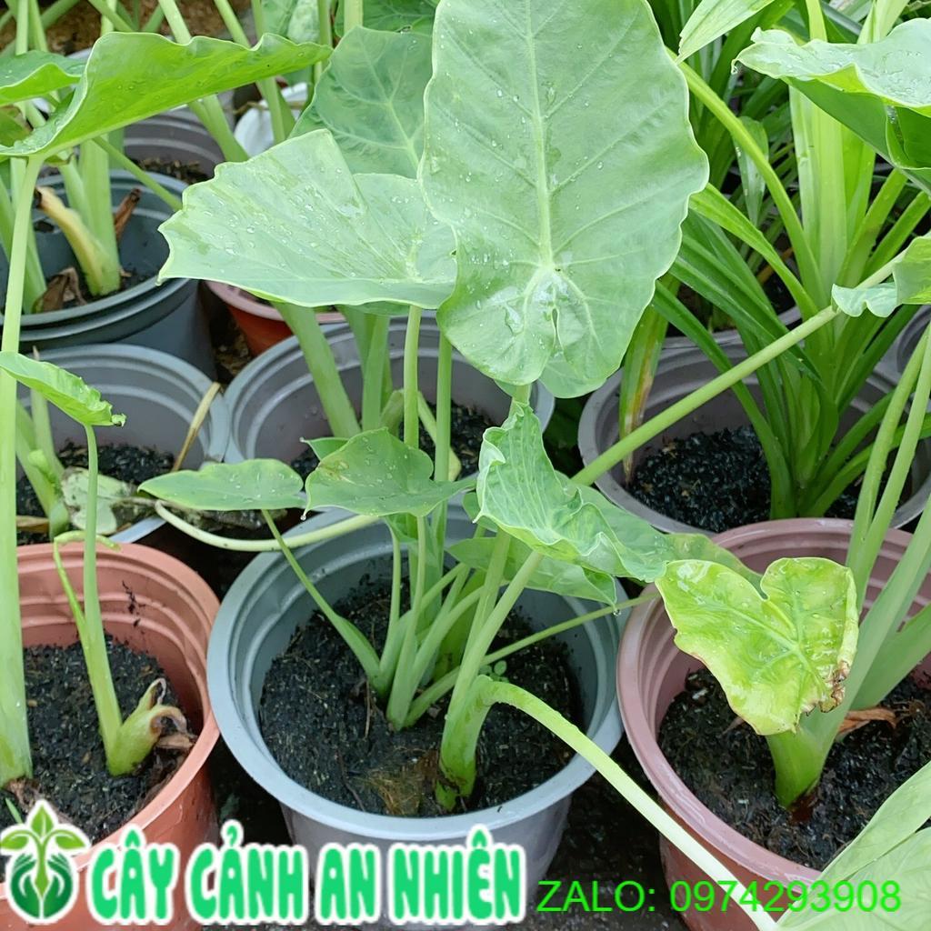 Bạc Hà Nấu Canh