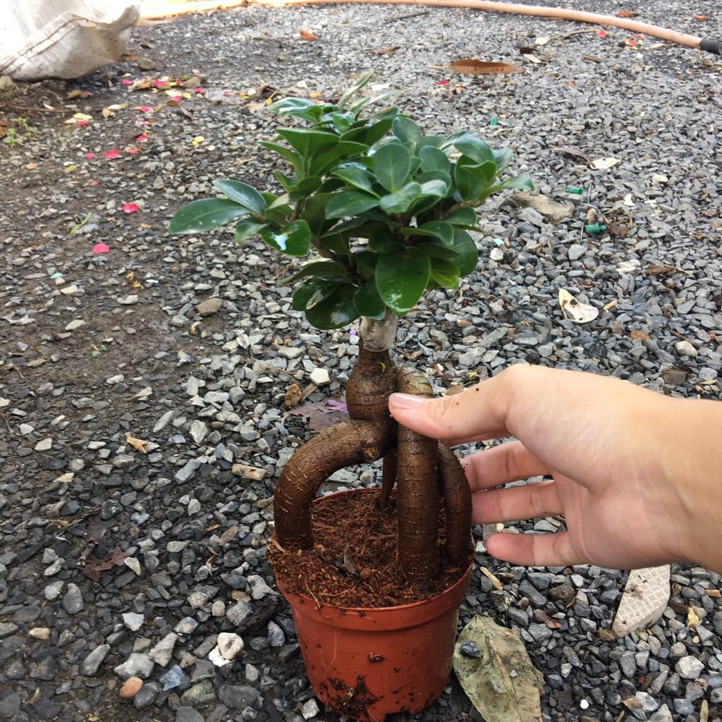 Chậu cây si ghép bonsai để bàn đẹp