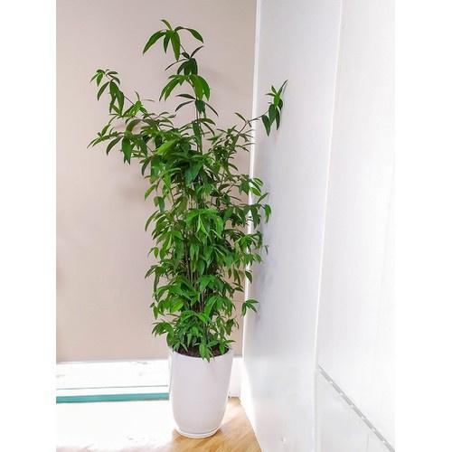 CHẬU CÂY TRÚC NHẬT lá đốm