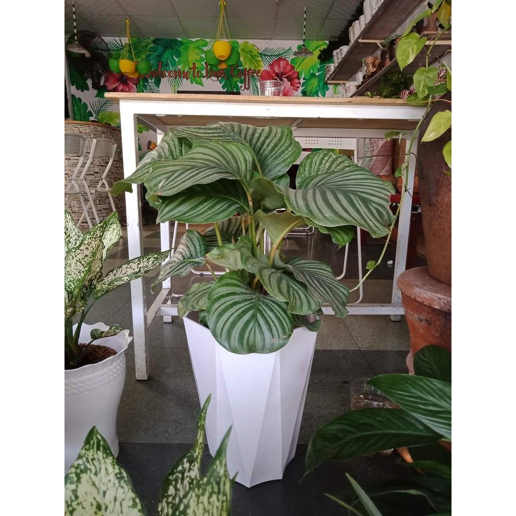 Bộ 2 Chậu Nhựa Trồng Cây Tám Cạnh Giả Sứ Lớn Trắng Bền Chắc, Rất Đẹp Trang Nhã, Trồng Hoa Kiểng, Cây Ăn