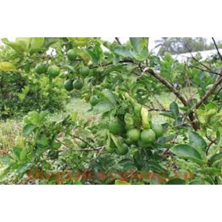 CÂY GIỐNG CHANH KHÔNG HẠT QUẢ CHÙM