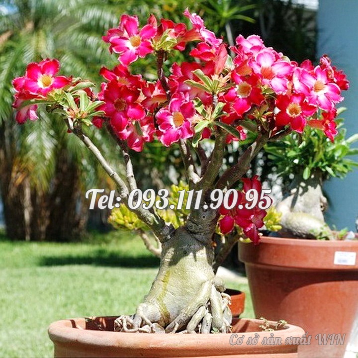 Hạt giống hoa sứ Thái Lan Bonsai cây lùn thân to mix màu hồng trắng - Bịch 10 hạt – Mã số 1115