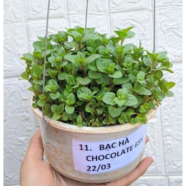 Cây bạc hà thơm ngát